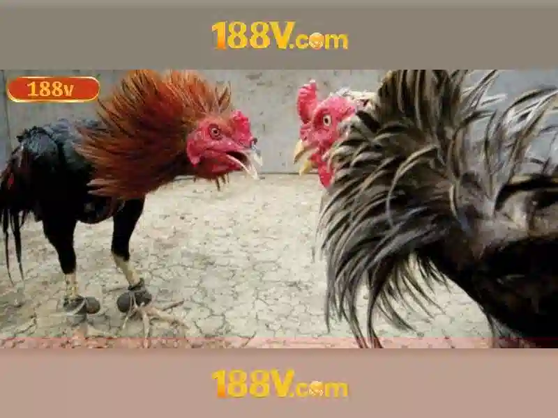 nhận thưởng 188v – nguồn gốc và sứ mệnh\n<h2>Các sản phẩm và dịch vụ trọng tâm của nhận thưởng 188v</h2>\n<p>Hệ sinh thái nhận thưởng 188v gồm nền tảng quản lý chương trình, công cụ theo dõi thưởng và các chương trình cộng đồng. Người dùng có thể kiểm tra các chương trình, nhận thưởng và tham gia hoạt động trên 188v.com hoặc 188v tại nhiều khu vực khác nhau. Với mô hình này, người dùng có thể trải nghiệm nhận thưởng 188v một cách trơn tru, nhanh chóng và an toàn. Các hoạt động thưởng được thiết kế để phù hợp với nhiều nhóm người dùng, từ cá nhân đến doanh nghiệp nhỏ, và có thể tích hợp với 188v tại các cửa hàng và nền tảng đối tác khác. 188v-com cũng mang lại các giải pháp tùy biến cho các chương trình thưởng đặc thù. </p>\n<h2>Ưu điểm và sức cạnh tranh</h2>\n<p>So với các thương hiệu cạnh tranh, nhận thưởng 188v có nhiều lợi thế. Đầu tiên, công nghệ được bảo mật và tuân thủ chuẩn an toàn dữ liệu. Thứ hai, tốc độ xử lý và trải nghiệm người dùng mượt mà. Thứ ba, hỗ trợ khách hàng 24/7 và xây dựng cộng đồng mạnh. Thứ tư, đổi mới liên tục và tích hợp AI để tối ưu hóa chương trình thưởng. Thứ năm, mạng lưới đối tác rộng và khả năng mở rộng toàn cầu. 188v tại thị trường châu Á và châu Âu được ghi nhận qua phản hồi tích cực từ người dùng. 188v.com và 188v-com là những kênh liên lạc đáng tin cậy cho người dùng khi cần hỗ trợ. </p>\n<h2>Trải nghiệm người dùng và phản hồi từ cộng đồng</h2>\n<p>Người dùng chia sẻ trải nghiệm nhận thưởng 188v rất tích cực; họ nói về sự minh bạch, giao diện dễ dùng và tính hữu ích của các chương trình thưởng. Một số người dùng cho biết trải nghiệm nhận thưởng 188v giúp họ tiết kiệm thời gian và tăng động lực sáng tạo. Chúng tôi luôn lắng nghe đánh giá nhận thưởng 188v để cải thiện sản phẩm và dịch vụ. Người dùng đặc biệt nhấn mạnh sự kết nối giữa người sáng tạo và đối tác, điều này làm tăng giá trị cá nhân và cộng đồng.</p>\n<h2>Phát triển tương lai và tầm nhìn</h2>\n<p>Trong tương lai, nhận thưởng 188v sẽ mở rộng phạm vi toàn cầu, tăng cường hợp tác với đối tác, và đầu tư vào công nghệ để mang lại mức độ chủ động cao cho người dùng. Chúng tôi cam kết trách nhiệm xã hội và phát triển bền vững, phát triển các chương trình thưởng dựa trên dữ liệu và phản hồi để tạo ra giá trị lâu dài cho đối tác và cộng đồng. Dự án 188v-com sẽ tiếp tục là nền tảng cho sự đổi mới và nhấn mạnh tính minh bạch trong tất cả hoạt động.</p>\n<h2>Kết luận và mời trải nghiệm</h2>\n<p>Tóm lại, nhận thưởng 188v là một hệ sinh thái đầy tiềm năng, nơi giá trị người dùng và cam kết chất lượng đồng hành cùng nhau. Hãy tham gia và trải nghiệm nhận thưởng 188v để thấy sự khác biệt, đồng thời để lại đánh giá nhận thưởng 188v sau khi thử nghiệm. Chúng tôi đón chào bạn tại 188v.com hoặc 188v tại khu vực bạn sống, và đừng quên khám phá 188v-com để nhận được sự hỗ trợ tốt nhất.</p> nhận thưởng 188v – nguồn gốc và sứ mệnh\n<h2>Các sản phẩm và dịch vụ trọng tâm của nhận thưởng 188v</h2>\n<p>Hệ sinh thái nhận thưởng 188v gồm nền tảng quản lý chương trình, công cụ theo dõi thưởng và các chương trình cộng đồng. Người dùng có thể kiểm tra các chương trình, nhận thưởng và tham gia hoạt động trên 188v.com hoặc 188v tại nhiều khu vực khác nhau. Với mô hình này, người dùng có thể trải nghiệm nhận thưởng 188v một cách trơn tru, nhanh chóng và an toàn. Các hoạt động thưởng được thiết kế để phù hợp với nhiều nhóm người dùng, từ cá nhân đến doanh nghiệp nhỏ, và có thể tích hợp với 188v tại các cửa hàng và nền tảng đối tác khác. 188v-com cũng mang lại các giải pháp tùy biến cho các chương trình thưởng đặc thù. </p>\n<h2>Ưu điểm và sức cạnh tranh</h2>\n<p>So với các thương hiệu cạnh tranh, nhận thưởng 188v có nhiều lợi thế. Đầu tiên, công nghệ được bảo mật và tuân thủ chuẩn an toàn dữ liệu. Thứ hai, tốc độ xử lý và trải nghiệm người dùng mượt mà. Thứ ba, hỗ trợ khách hàng 24/7 và xây dựng cộng đồng mạnh. Thứ tư, đổi mới liên tục và tích hợp AI để tối ưu hóa chương trình thưởng. Thứ năm, mạng lưới đối tác rộng và khả năng mở rộng toàn cầu. 188v tại thị trường châu Á và châu Âu được ghi nhận qua phản hồi tích cực từ người dùng. 188v.com và 188v-com là những kênh liên lạc đáng tin cậy cho người dùng khi cần hỗ trợ. </p>\n<h2>Trải nghiệm người dùng và phản hồi từ cộng đồng</h2>\n<p>Người dùng chia sẻ trải nghiệm nhận thưởng 188v rất tích cực; họ nói về sự minh bạch, giao diện dễ dùng và tính hữu ích của các chương trình thưởng. Một số người dùng cho biết trải nghiệm nhận thưởng 188v giúp họ tiết kiệm thời gian và tăng động lực sáng tạo. Chúng tôi luôn lắng nghe đánh giá nhận thưởng 188v để cải thiện sản phẩm và dịch vụ. Người dùng đặc biệt nhấn mạnh sự kết nối giữa người sáng tạo và đối tác, điều này làm tăng giá trị cá nhân và cộng đồng.</p>\n<h2>Phát triển tương lai và tầm nhìn</h2>\n<p>Trong tương lai, nhận thưởng 188v sẽ mở rộng phạm vi toàn cầu, tăng cường hợp tác với đối tác, và đầu tư vào công nghệ để mang lại mức độ chủ động cao cho người dùng. Chúng tôi cam kết trách nhiệm xã hội và phát triển bền vững, phát triển các chương trình thưởng dựa trên dữ liệu và phản hồi để tạo ra giá trị lâu dài cho đối tác và cộng đồng. Dự án 188v-com sẽ tiếp tục là nền tảng cho sự đổi mới và nhấn mạnh tính minh bạch trong tất cả hoạt động.</p>\n<h2>Kết luận và mời trải nghiệm</h2>\n<p>Tóm lại, nhận thưởng 188v là một hệ sinh thái đầy tiềm năng, nơi giá trị người dùng và cam kết chất lượng đồng hành cùng nhau. Hãy tham gia và trải nghiệm nhận thưởng 188v để thấy sự khác biệt, đồng thời để lại đánh giá nhận thưởng 188v sau khi thử nghiệm. Chúng tôi đón chào bạn tại 188v.com hoặc 188v tại khu vực bạn sống, và đừng quên khám phá 188v-com để nhận được sự hỗ trợ tốt nhất.</p>